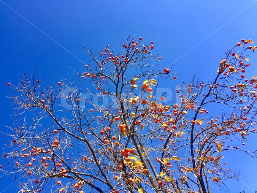가을,가을나무,가을하늘,감,까치밥,가을,계절,fall,autumn,season,식물,자연,plants,nature,나무,trees,wood,과일,열매,fruit