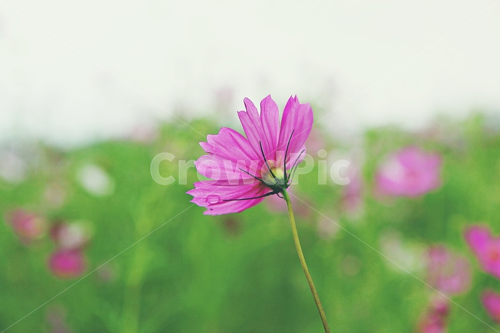 코스모스,꽃,꽃잎,들꽃,식물,가을꽃,가을,공원,자연,식물,자연,plants,nature,꽃,flower