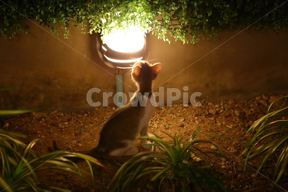 고양이,동물,귀여운고양이,먹이,가족,동물,animal,포유류,mammal,고양이,cat,kitten,kitty