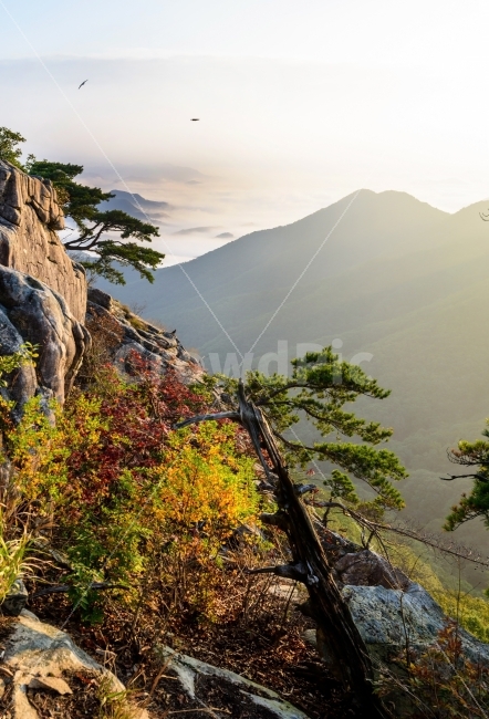 일출,가을,단풍,운해,풍경,대둔산,자연,풍경,nature,landscape,가을,계절,fall,autumn,season,한국자연풍경,한국자연경관,korea nature landscape,outdoors,옥외