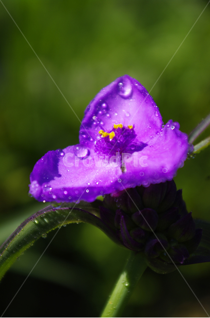 꽃,식물,flower,plant,자주달개비,식물,자연,plants,nature,꽃,flower