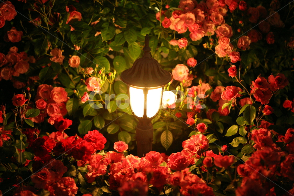 flower,꽃,장미,rose,장미꽃,정원,빨간장미,plant