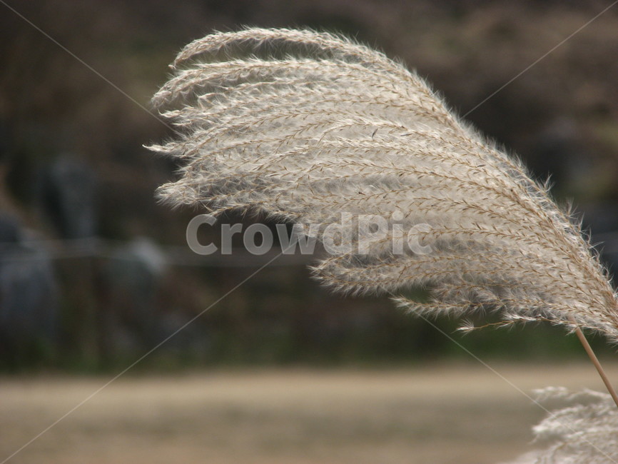 plant,reed,배경,식물,갈대