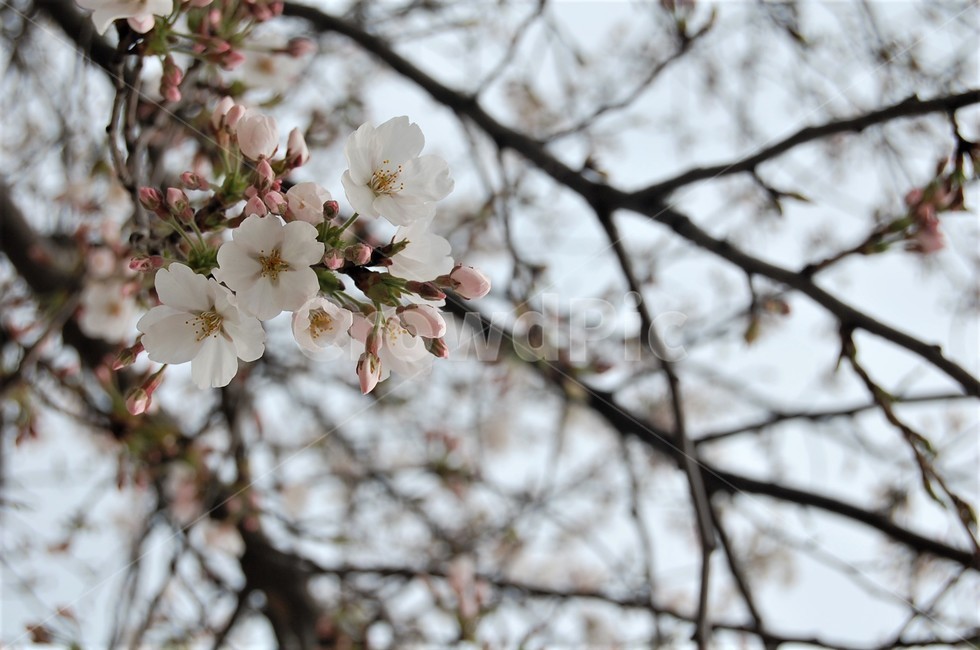 자연,꽃,벚꽃,벚꽃나무,봄꽃,plant,식물,만개,봄,계절,spring,season
