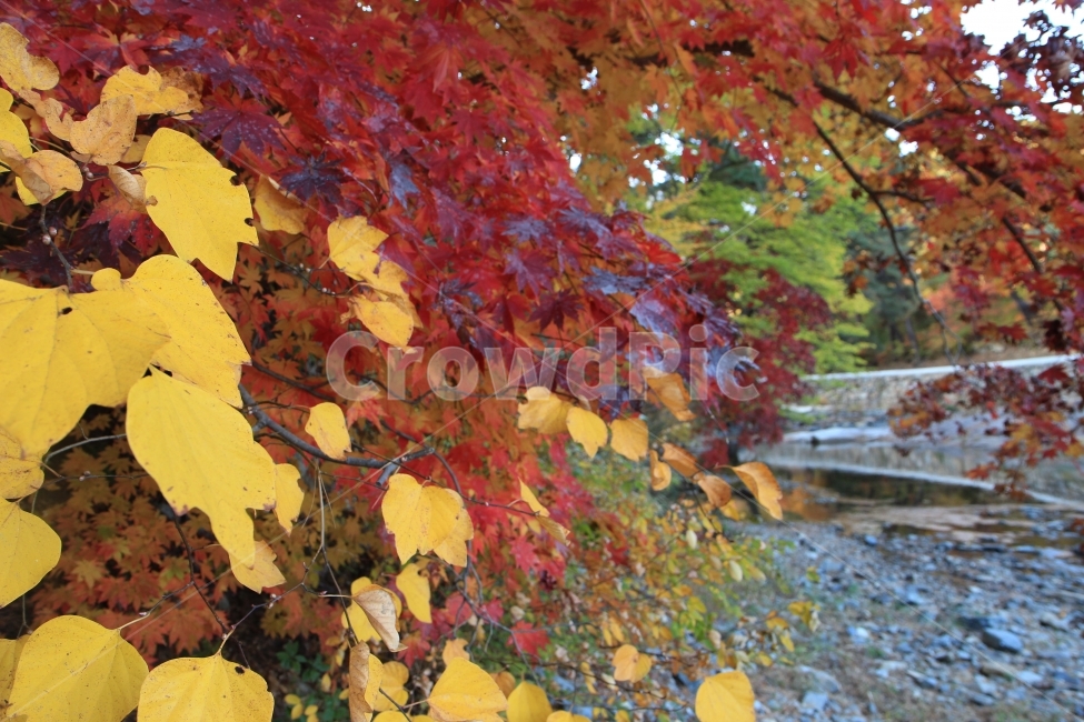 가을,낙엽,빨강,노랑,추억,가을,계절,fall,autumn,season,식물,자연,plants,nature,leaf,잎,plant,tree,나무,maple,단풍