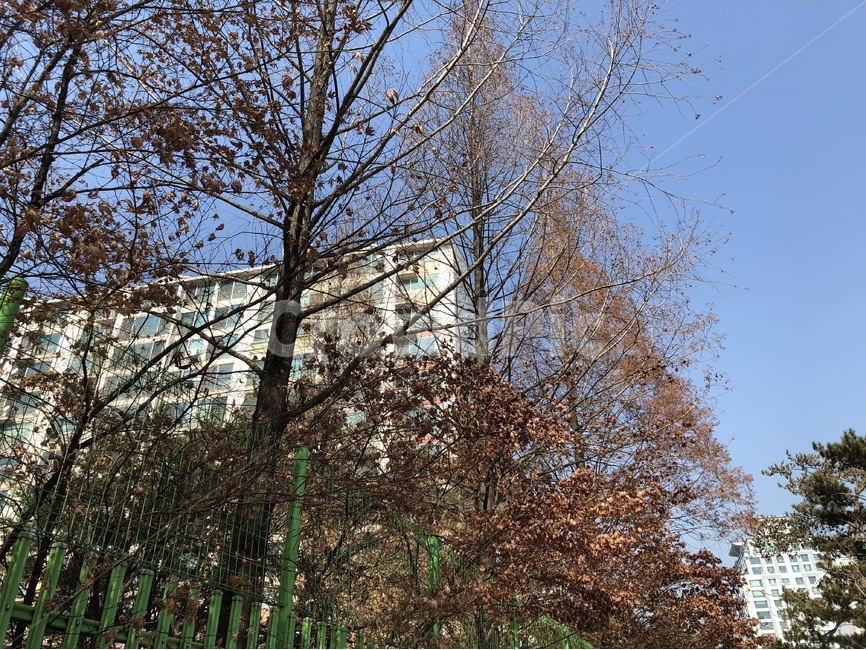 나무,자연,풍경,낭만,섬세,가을,계절,fall,autumn,season,도시,풍경,city,landscape,한국도시풍경,한국도시경관,korea cityscape,plant,식물,tree