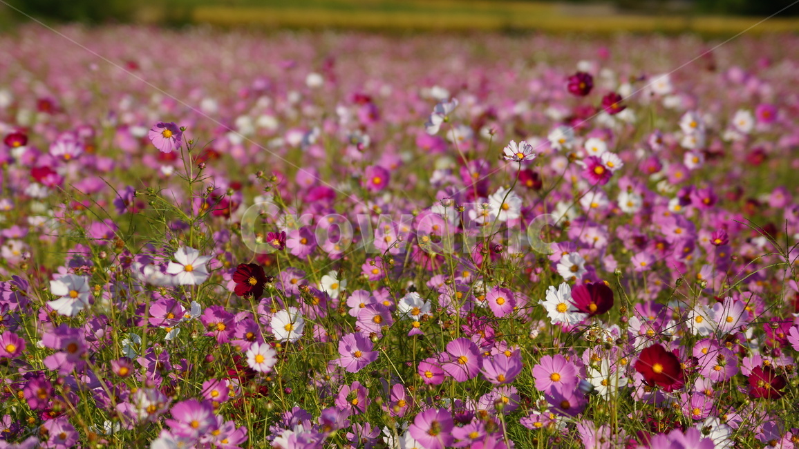 꽃,꽃길,코스모스,코스모스축제,식물,가을,계절,fall,autumn,season,식물,자연,plants,nature,꽃,flower,field,들,grassland,목초지,outdoors,옥외,spring,봄,plant