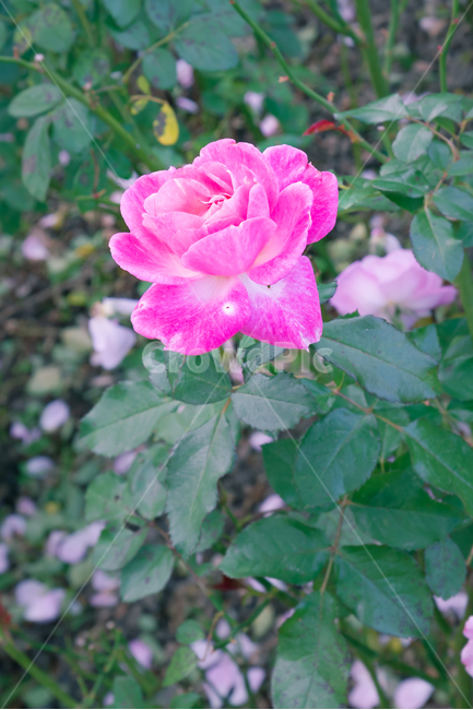 식물,가을,장미,꽃,plants,nature,flower,배경화면,자연,식물,자연,plants,nature,꽃,flower