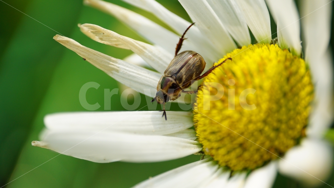 샤스타데이지,꽃,플라워,식물,자연,flower,nature,곤충,벌레,insect,동물,animal,꽃사진,접사,macro,풍경,landscape,노랑,노란색,yellow,plants,스냅,스냅사진,snap,snapshot,white,흰색,식물,자연,plants,nature,동물,animal,곤충,벌레,insect,bug,꽃,flower