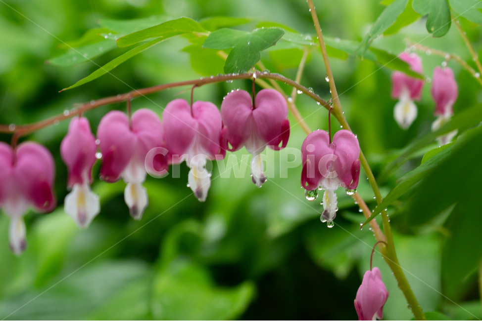 금낭화,꽃,dicentraspectabilis,자연,flower,natural,식물,자연,plants,nature,꽃,flower,비,비오는날,rain,rainy