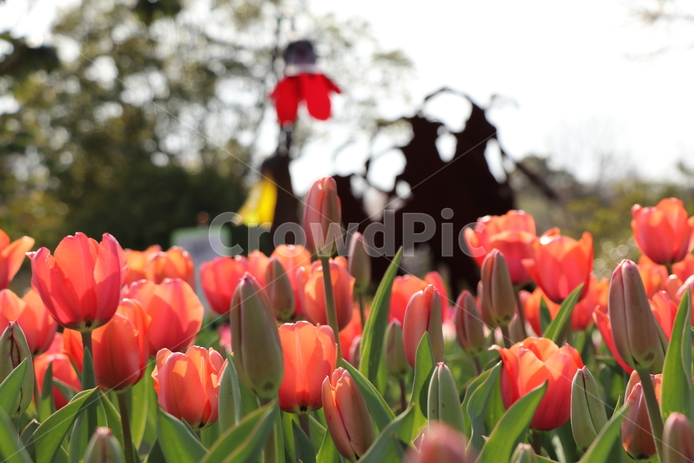 plant,식물,blossom,flower,꽃