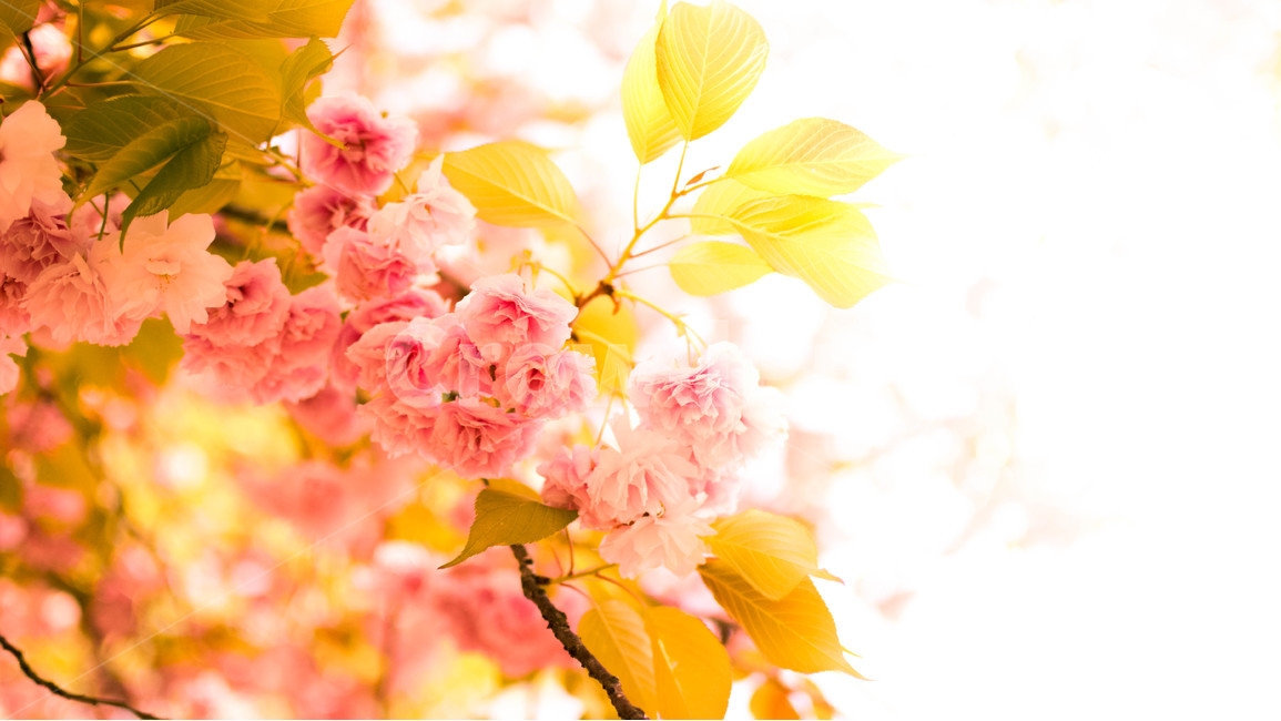 꽃,겹벚꽃,벚꽃,분홍색,봄,자연,식물,봄,계절,spring,season,식물,자연,plants,nature,꽃,flower,휴식,힐링,rest,relaxation,healing,plant