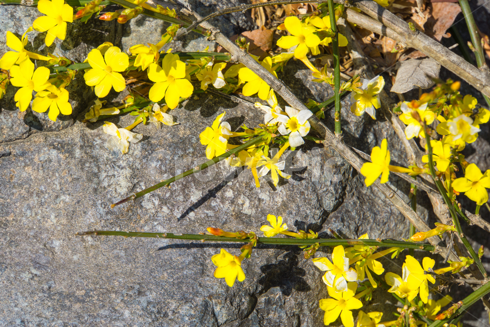 야생화,꽃,봄,바위,나뭇가지,근접촬영,청도,운문사,식물,노랑,봄,계절,spring,season,식물,자연,plants,nature,꽃,flower,plant,blossom