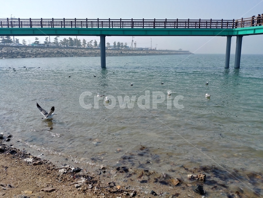 비둘기,다리,구름다리,바다,바닷가,새,조류,썰물,sea,bridge,동물,animal,조류,새,birds