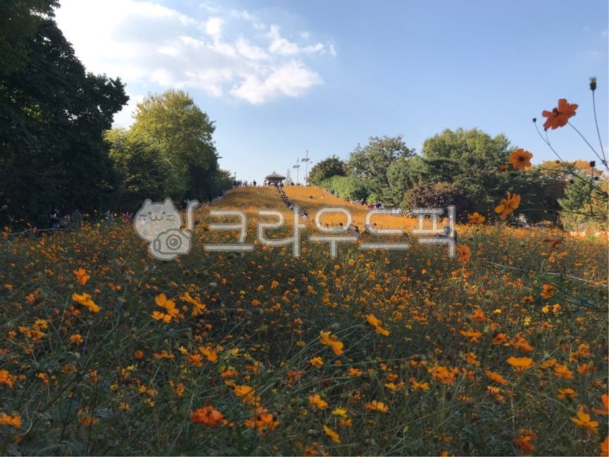 Olympic Park,flowerfield,orange flower,garden,park,olympicpark,flower,orangecolorflower