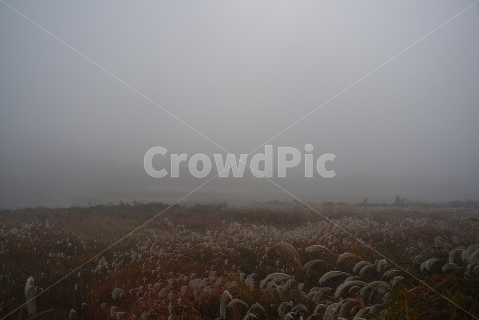nature,자연,weather,날씨,안개,fog,풍경,가을,자연,풍경,nature,landscape