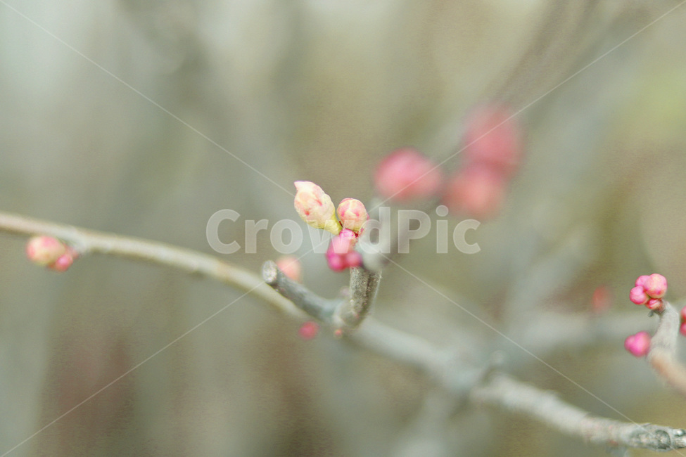 꽃,flower,싹,새싹,열매