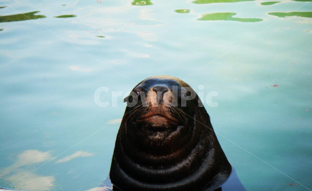 동물,물개,동물원,포유류,배경,animal,seal,동물,animal,포유류,mammal