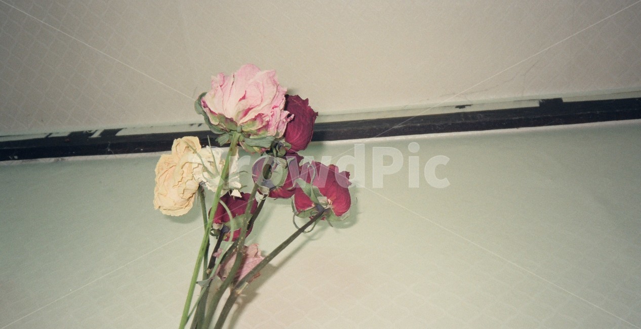 드라이플라워,필름사진,장미,천장,회상,꽃,flower