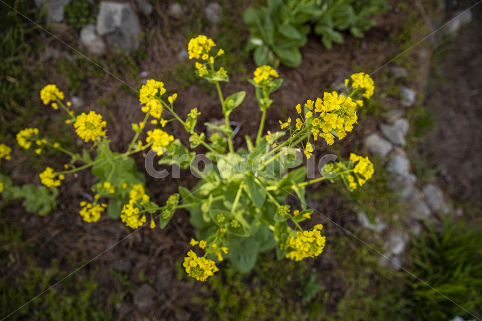 apiaceae,양봉장과,flower,blossom,plant,식물