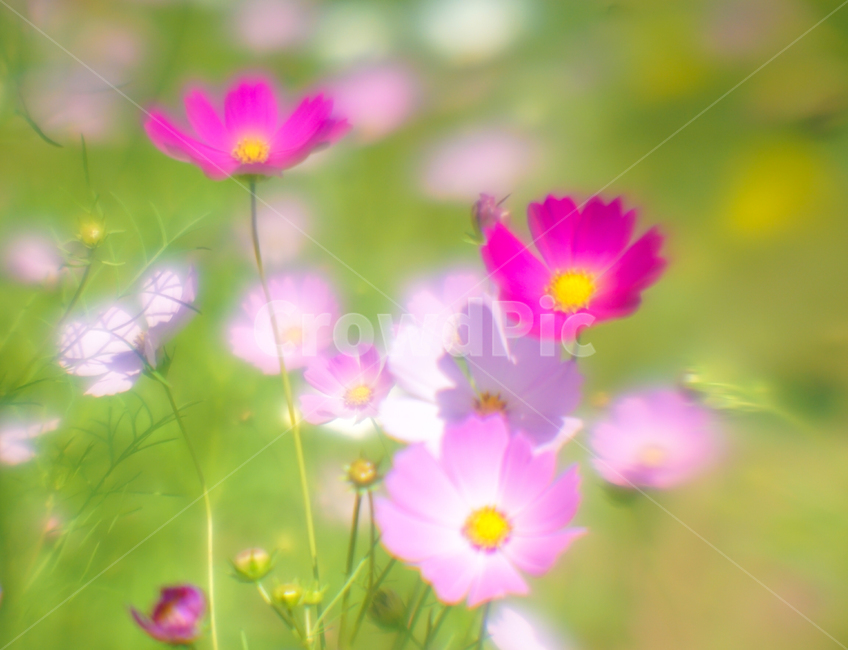 꽃,야생화,코스모스,가을,식물,자연,가을,계절,fall,autumn,season,식물,자연,plants,nature,꽃,flower,spring,봄,plant