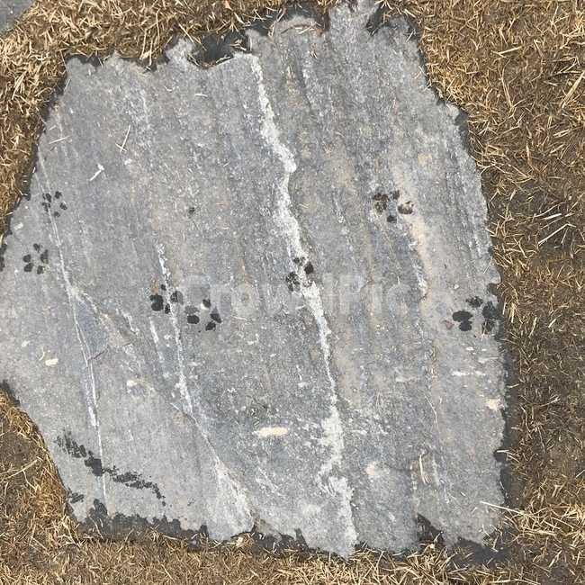 돌,돌담길,강아지,발자국,개,footprint,dog,puppy,pup,stone,잔디,바닥,발자취,강아지발자국,개발자국,자국,멍멍이
