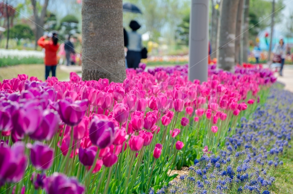 튤립,꽃,식물,자연,순천,국제정원박람회,풍경,봄,계절,spring,season,식물,자연,plants,nature,꽃,flower,plant,blossom