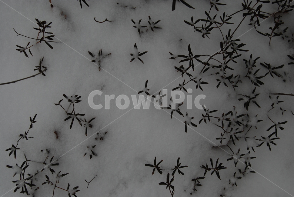 할미봉,겨울,눈,휴양림,자연,겨울,계절,winter,season,식물,자연,plants,nature
