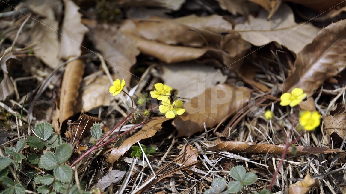 봄,꽃,플라워,spring,flower,봄꽃,식물,자연,이파리,풀,산,산속,산길,산책,산보,4월,화단,꽃밭,nature,april,환경,꽃잎,노란꽃,노랑꽃,애기똥풀,벌,꿀벌,일벌,말벌,곤충,bee,insect,벌레,동물,animal,식물,자연,plants,nature,곤충,벌레,insect,bug,꽃,flower