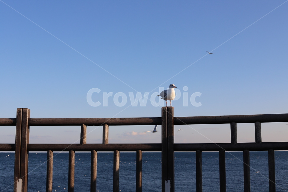 railing,난간,새,bird,갈매기,동해갈매기