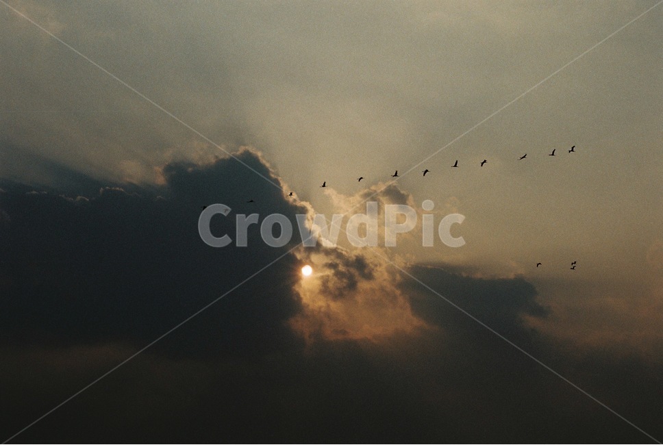 light,빛,flare,플레어,bird,새,animal,동물