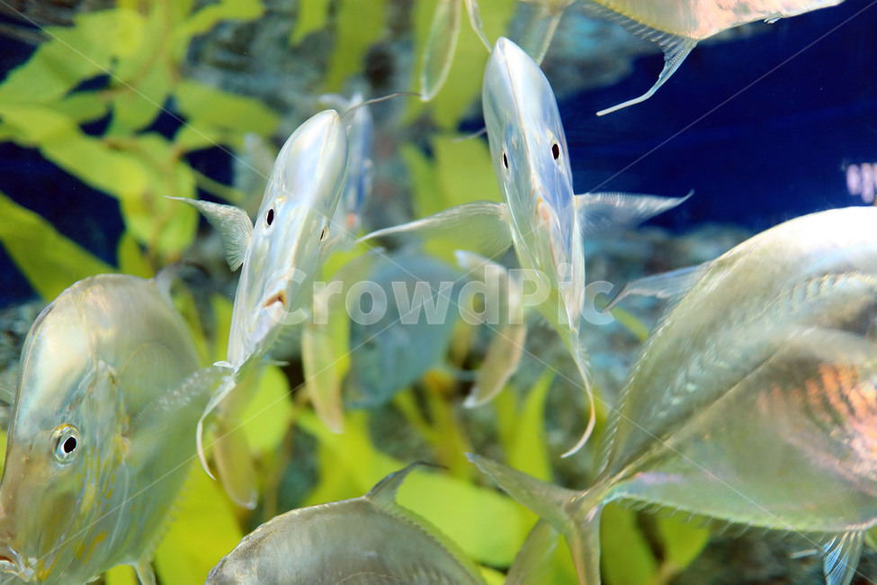 물고기,생선,바다,아쿠아리움,수족관,어류,수중,fish,동물,animal,어류,물고기,fish