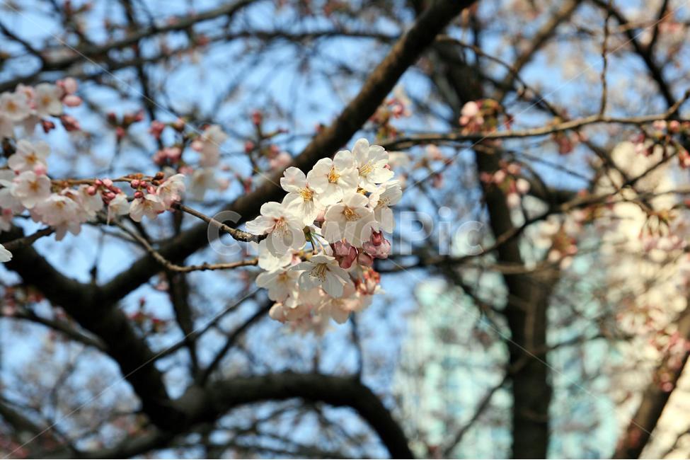 봄,여의도벚꽃,봄꽃,벚꽃,꽃잎,봄,계절,spring,season,식물,자연,plants,nature,꽃,flower,plant,blossom