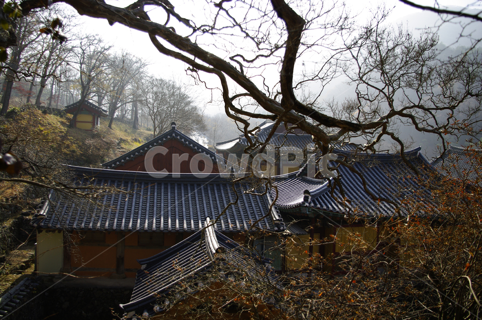 기와지붕,전통건축,나무,겨울,풍경,한국전통,한국문화,korean traditional,korean culture,건축물,건물외관,exterior,building,structure,architecture,construction