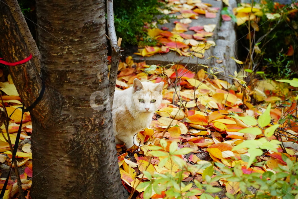 고양이,길고양이,동물,cat,animal,가을,fall,autumn,낙엽,단풍,나무,tree,식물,잎사귀,alleycat,포유류,야옹이,냐옹이,나비,공원,park,가을,계절,fall,autumn,season,동물,animal,포유류,mammal,고양이,cat,kitten,kitty,plant,leaf,잎,tree trunk,나무 줄기