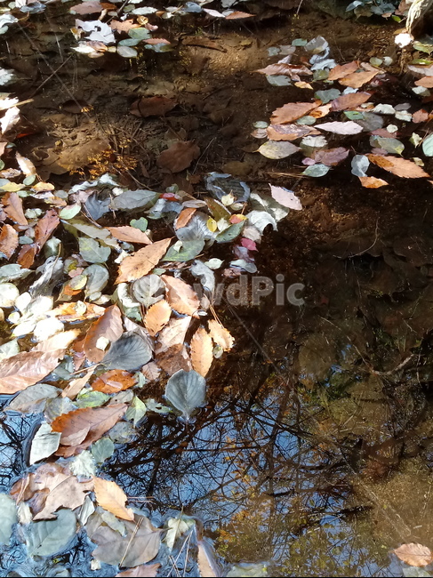 낙엽,단풍,落葉,leaves,나뭇잎,maple,잎,계절,가을,자연,풍경,outdoors,옥외,fallautumnseason,naturelandscape,풍경사진,물,가을,계절,fall,autumn,season,leaf,plant,식물,water,nature
