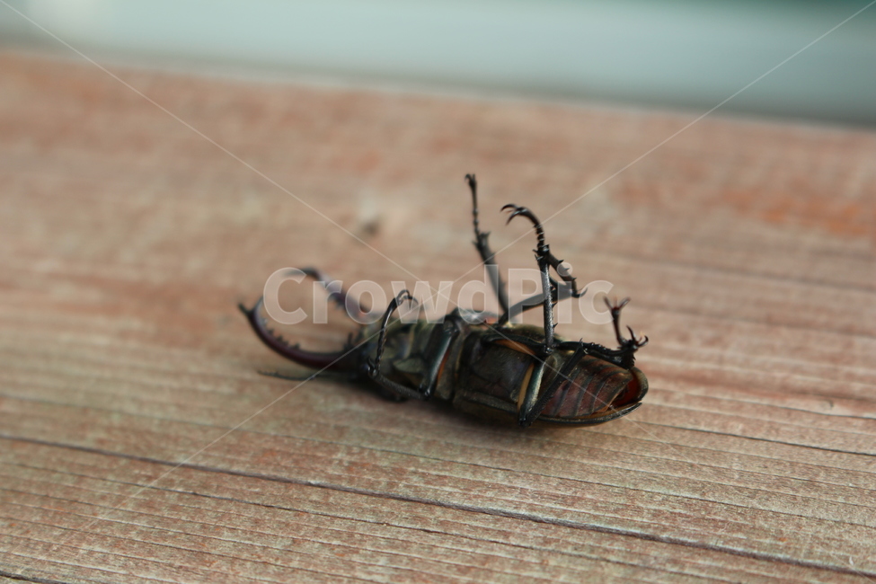 사슴벌레,톱사슴벌레,곤충,딱정벌레목,한국곤충,곤충,벌레,insect,bug