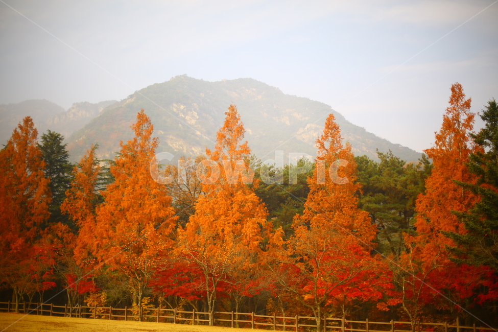 한국,산,금오산,가을,단풍,korea,mountian,山,秋,紅葉,가을,계절,fall,autumn,season,자연,풍경,nature,landscape,tree,나무,plant,식물