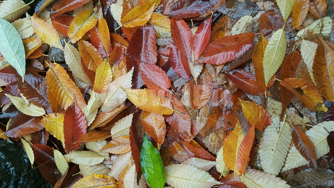가을,낙엽,가을비,단풍,가을길,특별한,가을,계절,fall,autumn,season,plant,식물,leaf,잎,veins,정맥