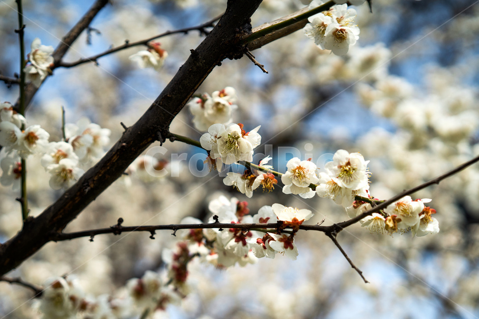 봄,봄꽃,계절,자연,봄냄새,봄향기,봄,계절,spring,season,식물,자연,plants,nature,꽃,flower,plant,blossom