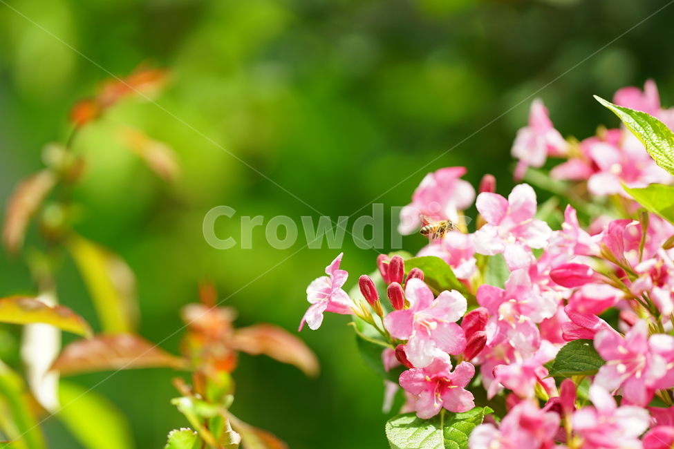 벌,꿀벌,곤충,pink,분홍,플라워,꽃,핑크,식물,자연,접사,꽃사진,봄꽃,색감,컬러,분홍색,봄,계절,spring,season,식물,자연,plants,nature,꽃,flower,동물,animal,곤충,벌레,insect,bug,휴식,힐링,rest,relaxation,healing,색깔,색상,색채,색감,color sense,color sensitivity,feeling of color,geranium,제라늄,blossom,plant