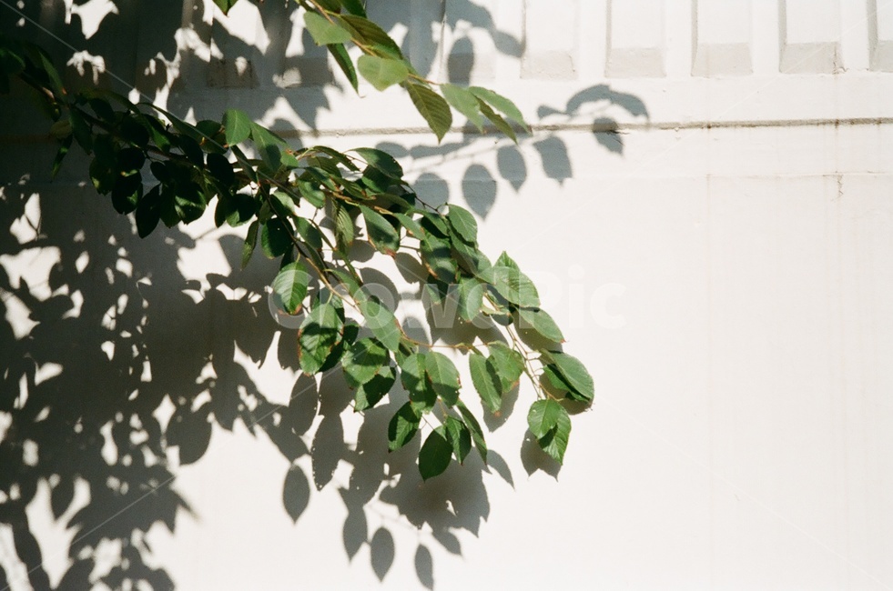식물,나무,그림자,분위기,색감,편안한,cozy,plant,leaf,tree,shadow,필름색감