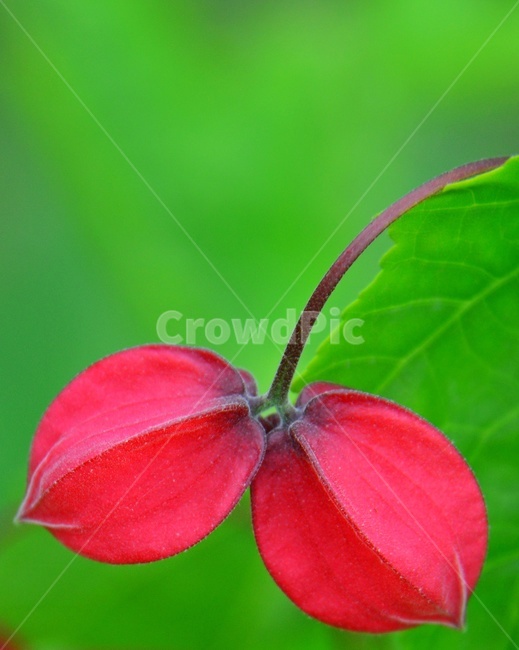 plant,식물,flower,blossom,꽃,petal,꽃잎,아부틸론