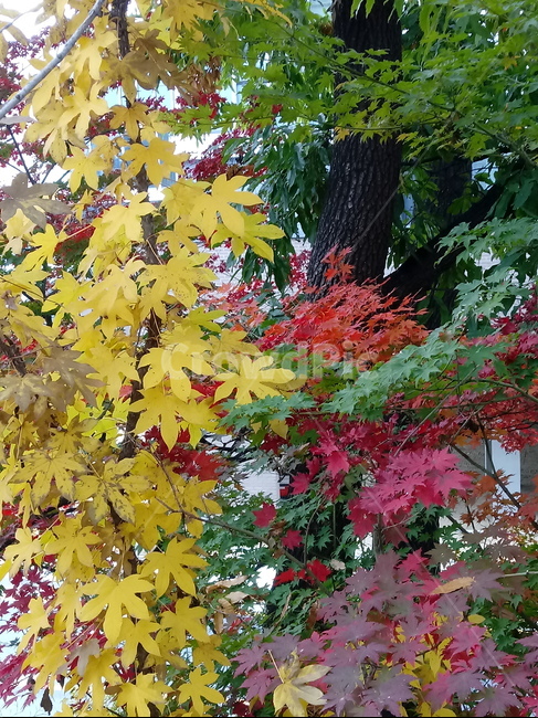 단풍,단풍잎,단풍나무,가을,leaf,잎,plant,식물,tree,나무,계절,fallautumnseason,outdoors,옥외,자연풍경,naturelandscape,낙엽,가을,계절,fall,autumn,season,식물,자연,plants,nature