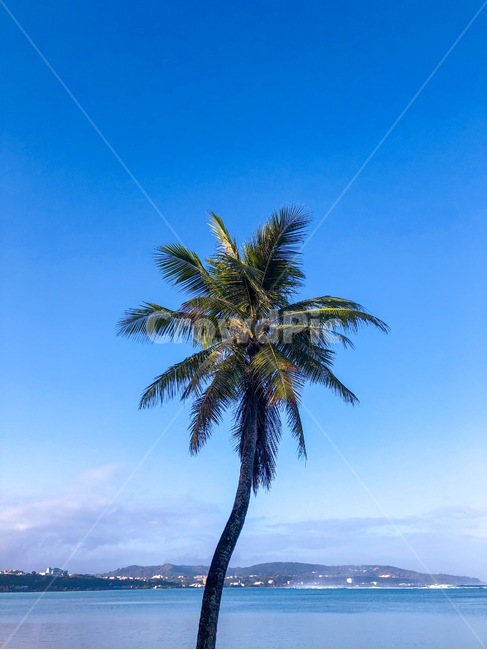 야자수,휴양지,괌,해변,palmtree,seaside,guam