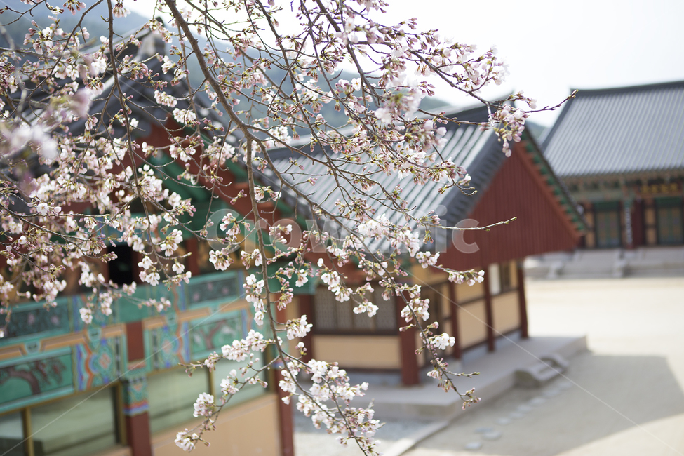벚꽃,절,봄,꽃,풍경,봄꽃,자연,한국전통,문화,전통,flower,nature,koreanculture,봄,계절,spring,season,한국전통,한국문화,korean traditional,korean culture,건축물,건물외관,exterior,building,structure,architecture,construction,plant,식물