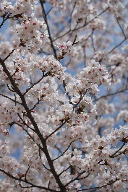 벚꽃,식물,꽃,자연,계절,컬러,분홍색,갈색,하얀색,봄날,cherryblossom,pink,brown,white,flower,spring,season,color,plant,nature,봄,계절,spring,season,식물,자연,plants,nature,꽃,flower,blossom