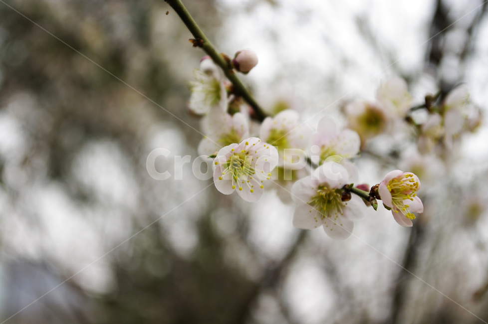 꽃,flower,매화,봄,spring,계절,식물,plant,자연,nature,식물,자연,plants,nature,꽃,flower