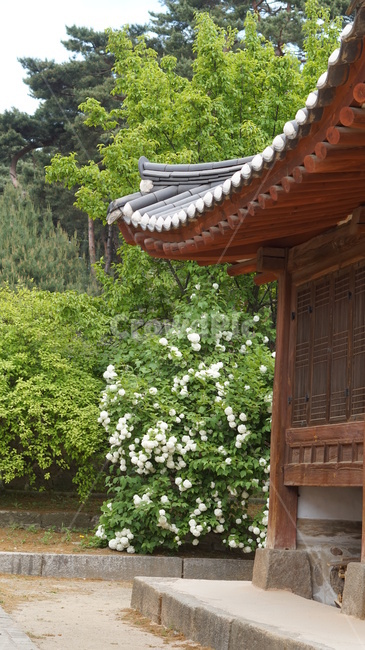 전통,한국전통,전통가옥,한옥,전통한옥,koreatraditional,기와집