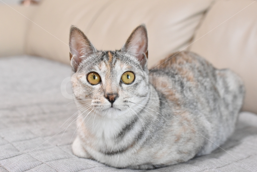 고양이,귀여움,반려동물,반려묘,집사,냐옹,냥이,냥,괭,새끼,아기,동물,귀요미,코리안숏헤어,아깽이,성묘,애완동물,cat,animals,animal,pet,kitten,baby,cute,koreanshorthair,냥이사진,고양이사진,동물,animal,고양이,cat,kitten,kitty,포유류,mammal